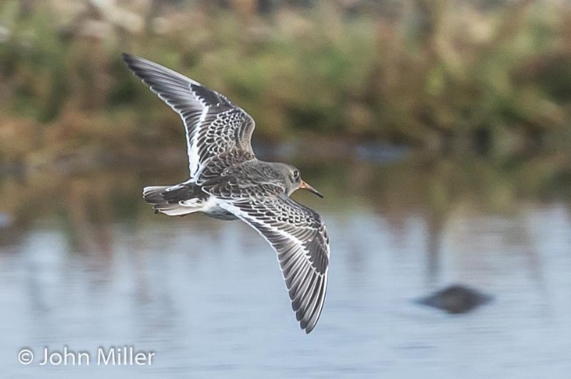 Purple Sandpiper - 04-11-2016