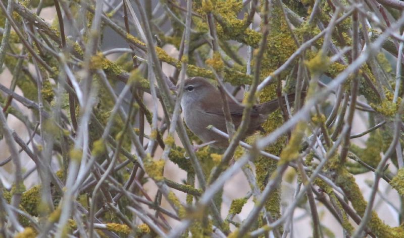 Cetti's Warbler - 03-11-2016