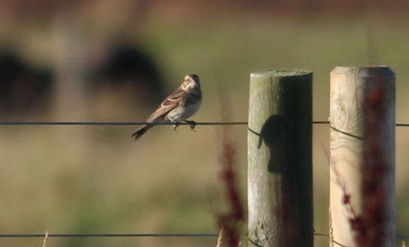 Lapland Bunting - 19-11-2016