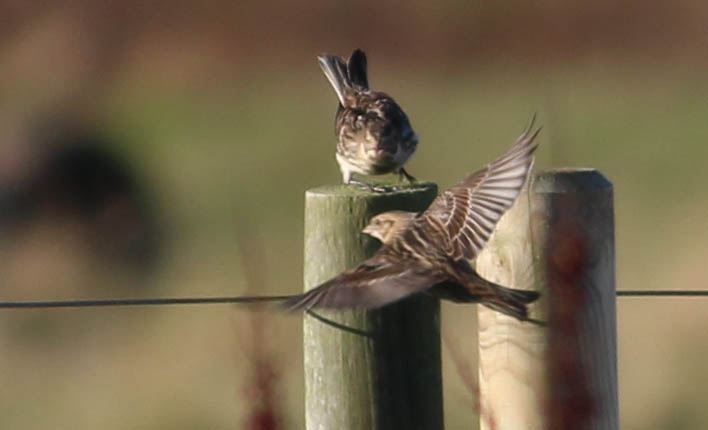 Lapland Bunting - 19-11-2016