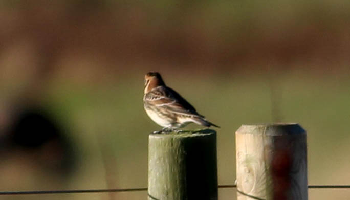 Lapland Bunting - 19-11-2016