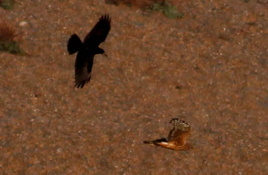 Hen Harrier - 19-11-2016