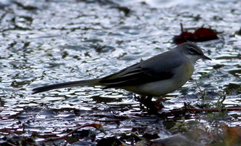 Grey Wagtail - 19-11-2016