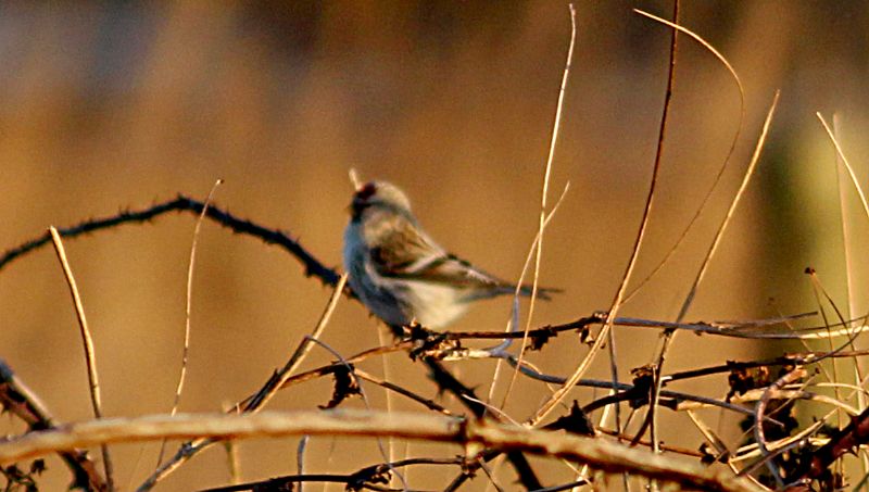 Arctic Redpoll (Coues's) - 25-11-2016