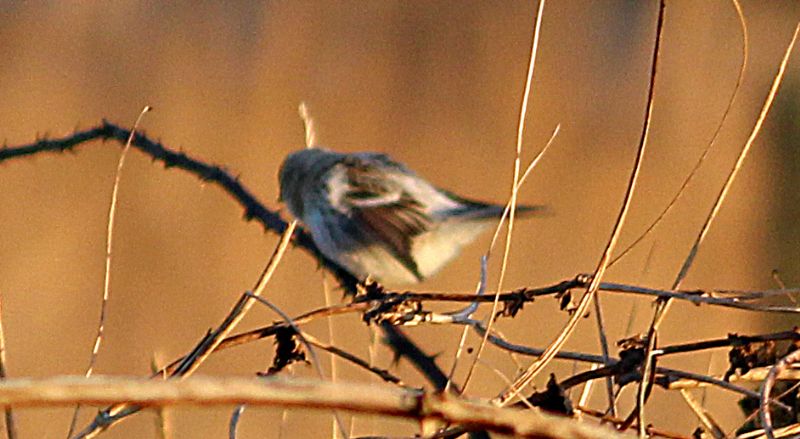 Arctic Redpoll (Coues's) - 25-11-2016