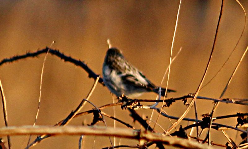 Arctic Redpoll (Coues's) - 25-11-2016