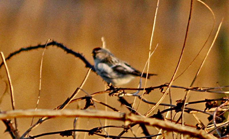 Arctic Redpoll (Coues's) - 25-11-2016