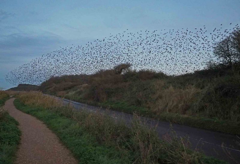 Starling - 25-11-2016