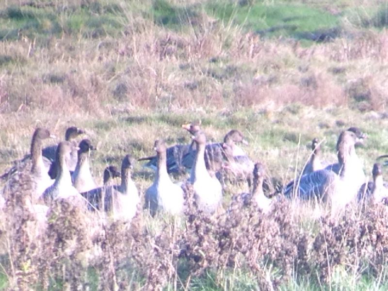 Greenland White-fronted Goose - 29-11-2016