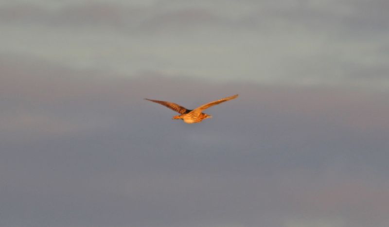 Bittern - 28-11-2016