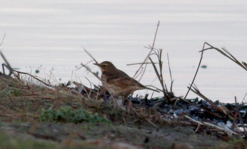 Water Pipit - 28-11-2016