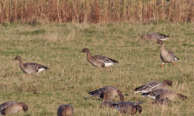 Tundra Bean Goose - 30-11-2016