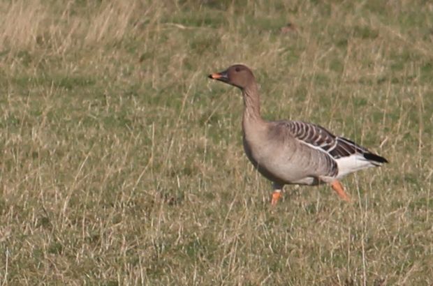 Tundra Bean Goose - 30-11-2016