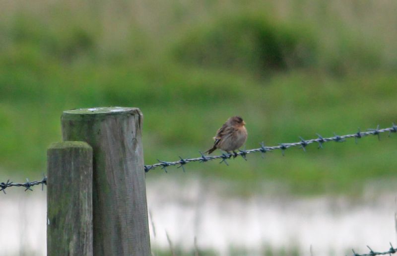 Twite - 02-12-2016