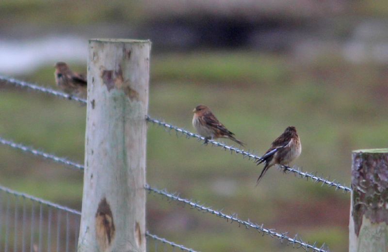 Twite - 02-12-2016