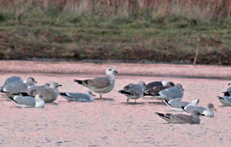 Caspian Gull - 04-12-2016