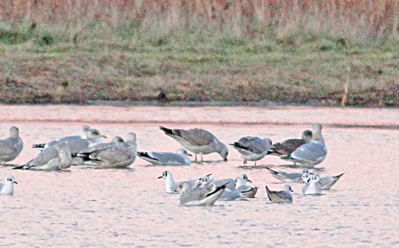 Caspian Gull - 04-12-2016