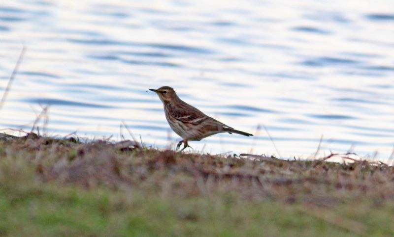 Water Pipit - 04-12-2016