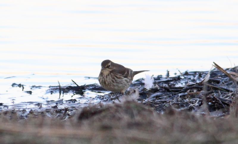 Water Pipit - 04-12-2016