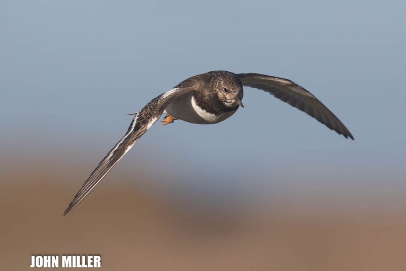 Turnstone - 05-12-2016