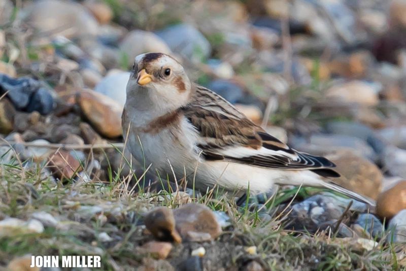 Snow Bunting - 05-12-2016