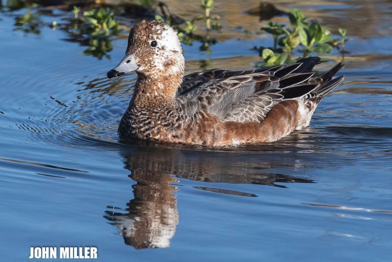 Wigeon - 05-12-2016