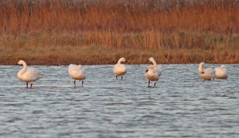 Bewick's Swan - 07-12-2016