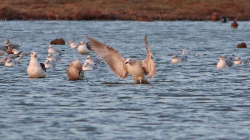 Caspian Gull - 07-12-2016