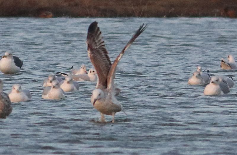 Caspian Gull - 07-12-2016