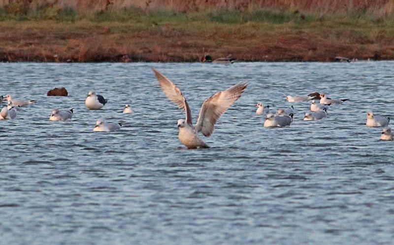 Caspian Gull - 07-12-2016