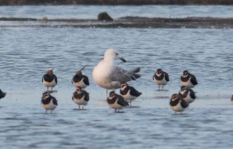 Caspian Gull - 07-12-2016