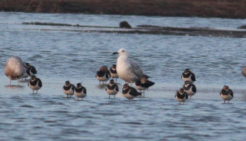 Caspian Gull - 07-12-2016