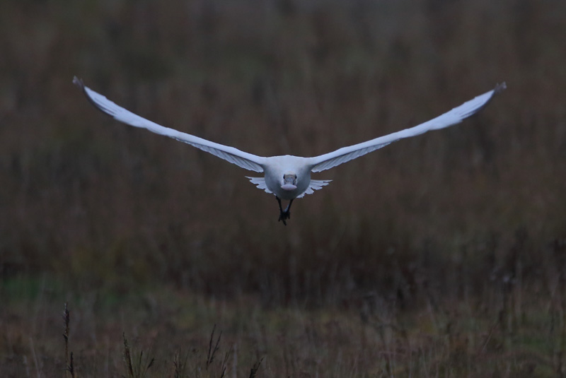 Spoonbill - 10-12-2016