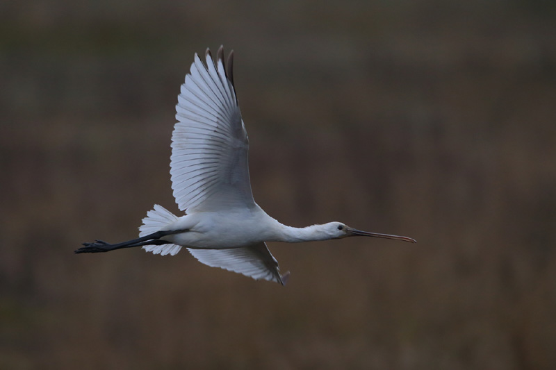 Spoonbill - 10-12-2016