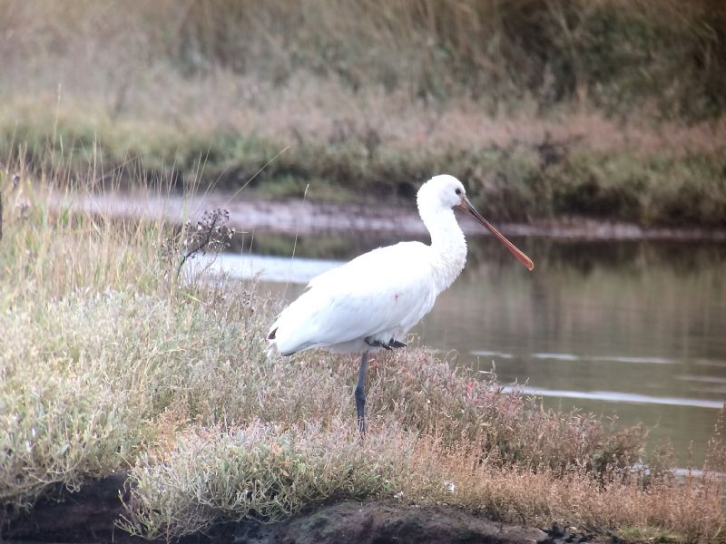 Spoonbill - 19-12-2016