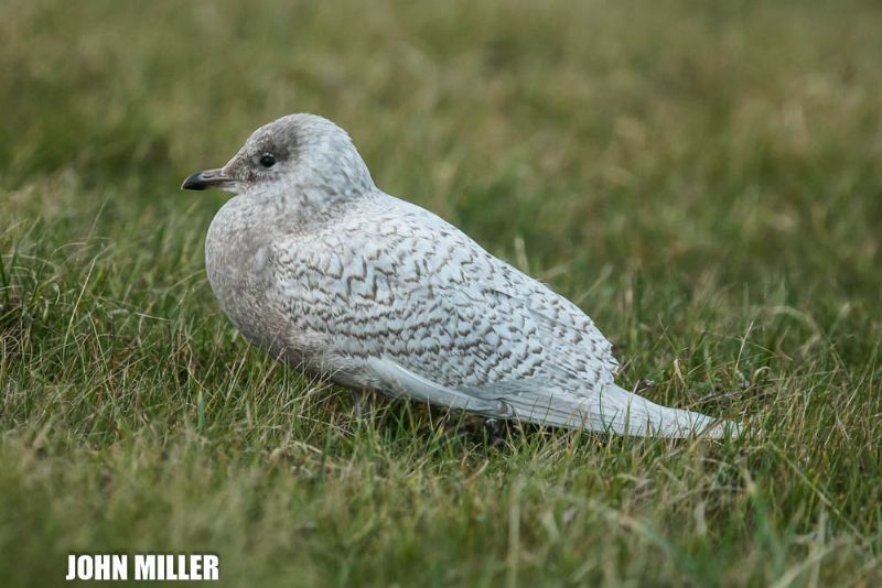 Iceland Gull - 19-12-2016