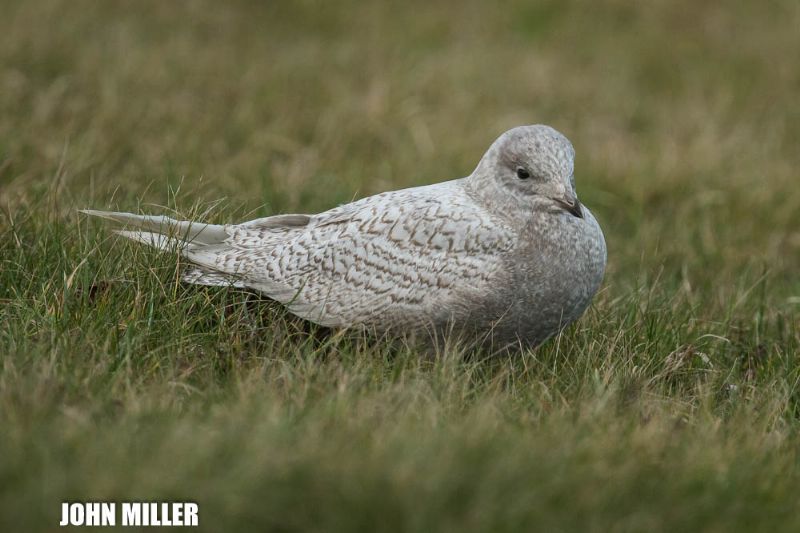 Iceland Gull - 19-12-2016