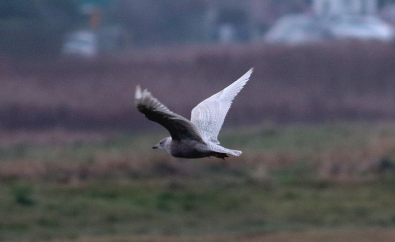 Iceland Gull - 19-12-2016