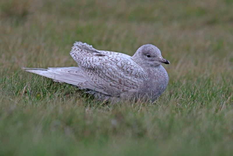 Iceland Gull - 19-12-2016