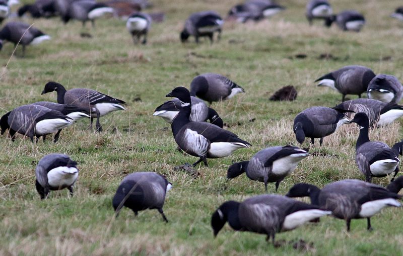 Black Brant - 21-12-2016