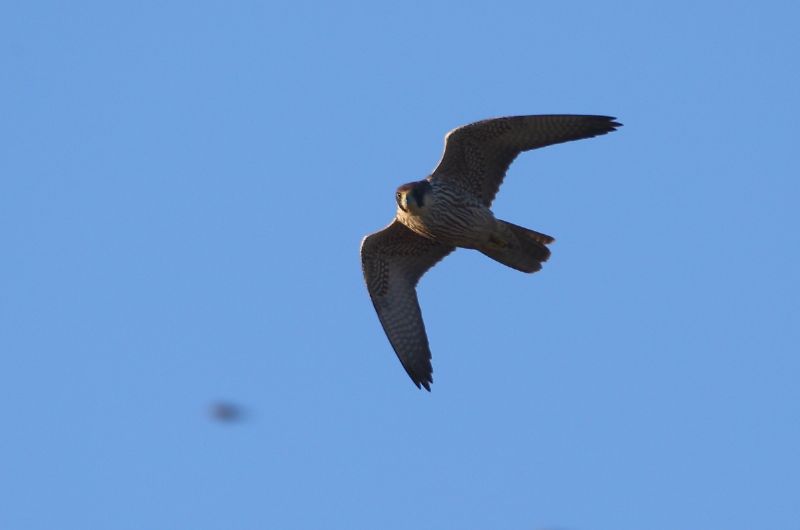 Peregrine - 29-12-2016