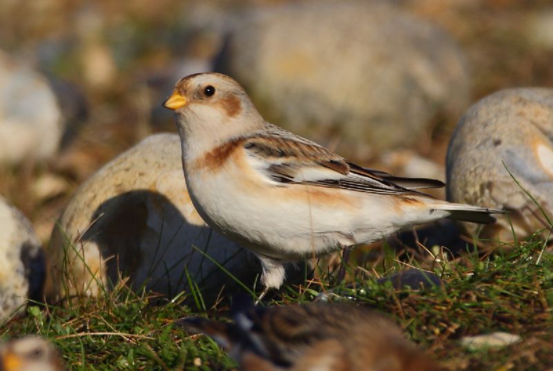 Snow Bunting - 29-12-2016