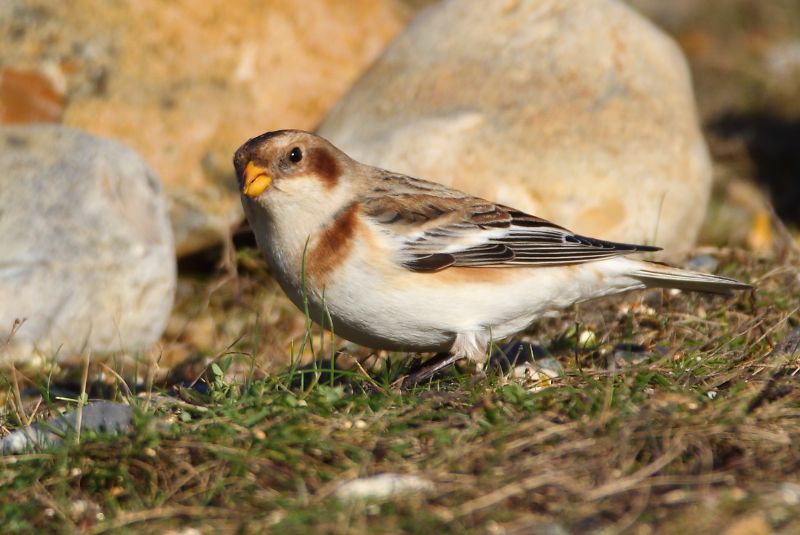 Snow Bunting - 29-12-2016