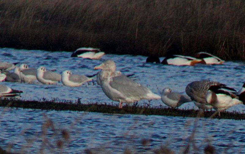 Glaucous Gull - 05-01-2017