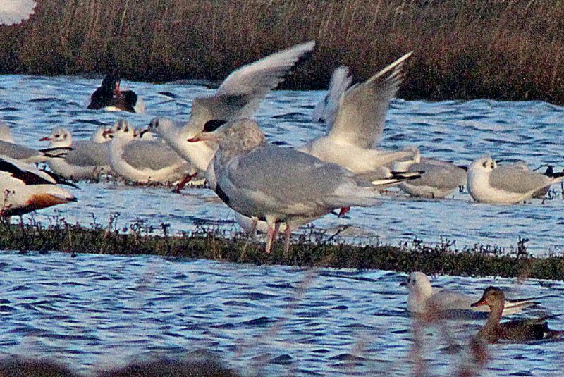 Glaucous Gull - 05-01-2017