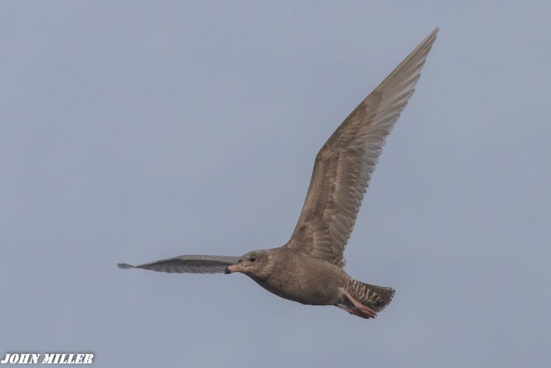 Glaucous Gull - 10-01-2017