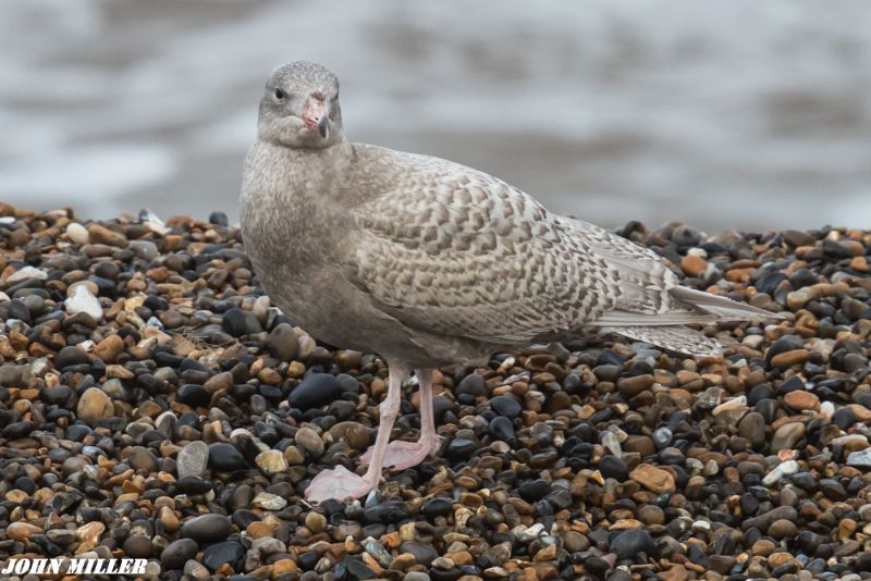 Glaucous Gull - 10-01-2017