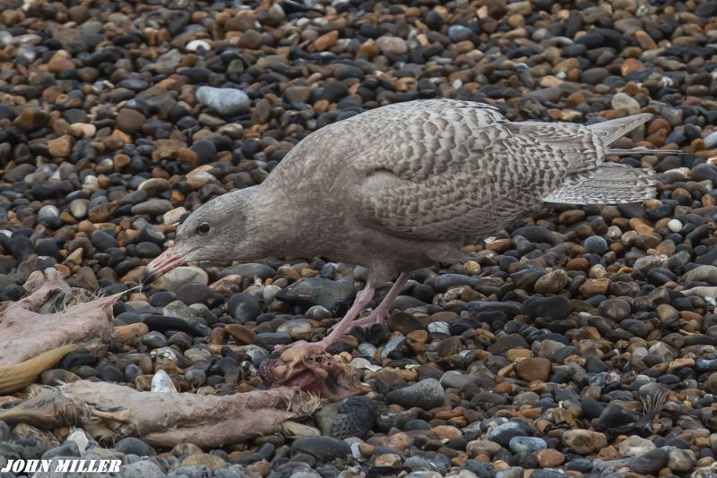 Glaucous Gull - 10-01-2017