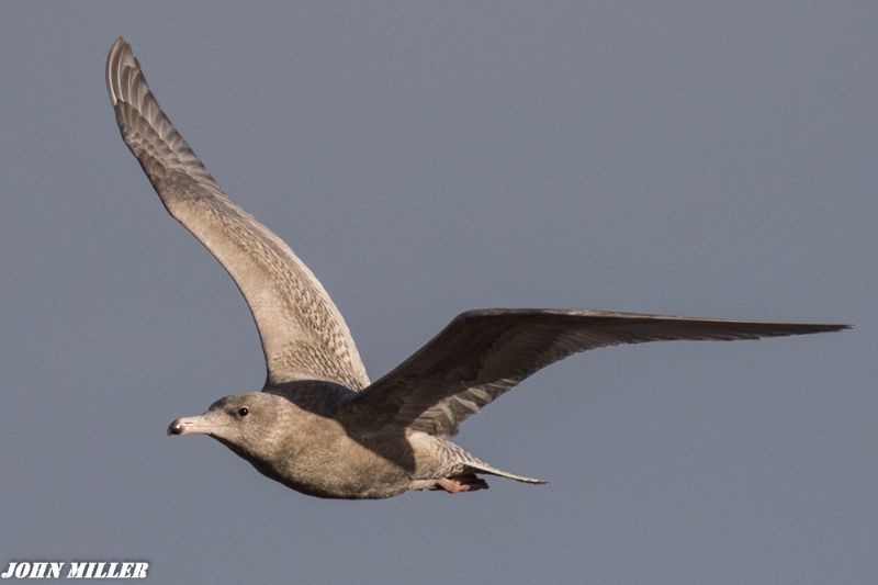 Glaucous Gull - 11-01-2017