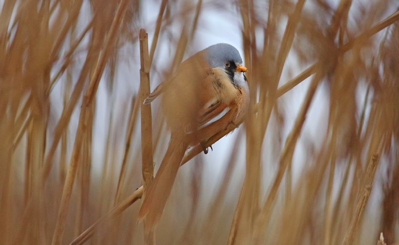 Bearded Tit - 15-01-2017